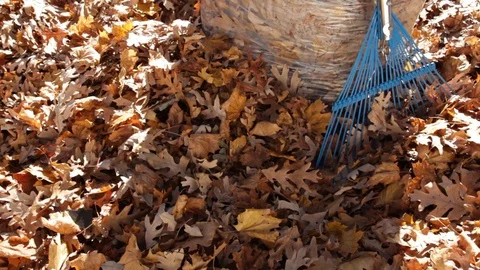Cleaning up Autum Leaves Video stock 89411006