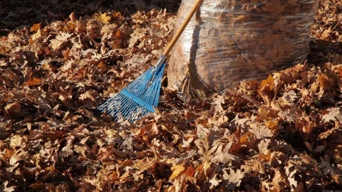 Cleaning up Autum Leaves Stock Footage 89411016