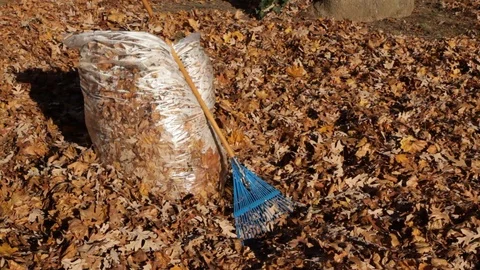Cleaning up Autum Leaves Stock Footage 89411019