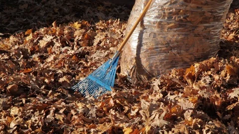 Cleaning up Autum Leaves Video stock 89411026