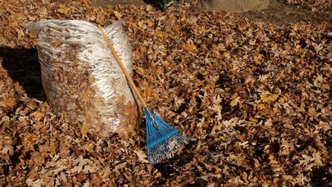 Cleaning up Autum Leaves Video stock 89411040