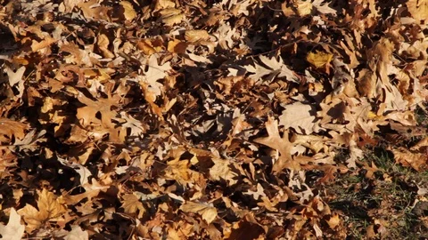 Cleaning up Autum Leaves Video stock 89411072