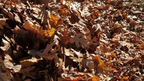 Cleaning up Autum Leaves Video stock 89411090
