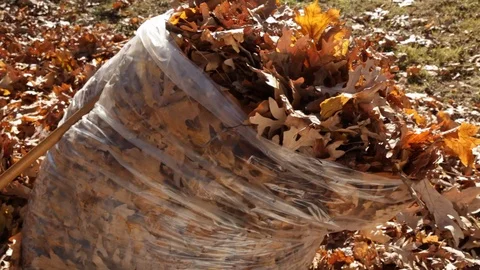 Cleaning up Autum Leaves Video stock 89411099