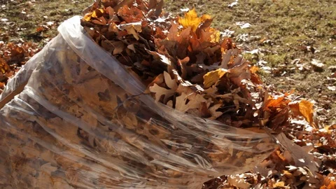 Cleaning up Autum Leaves Video stock 89411129
