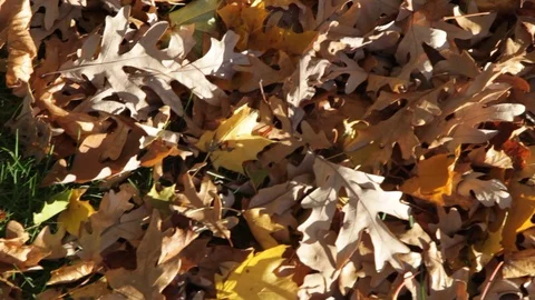 Cleaning up Autum Leaves Video stock 89411133
