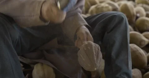 Cleaning baobab fruit with a course brush before processing Stock Footage 273362938