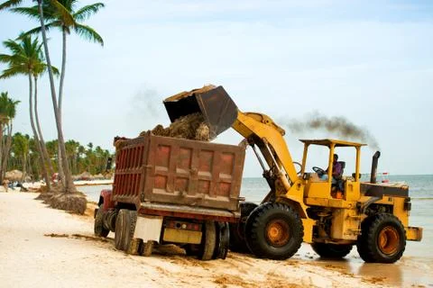 Cleaning the beach from algae with a tractor and dumper. Stock Photos