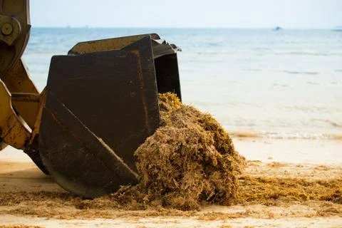 Cleaning the beach from algae with a tractor and dumper. Stock Photos