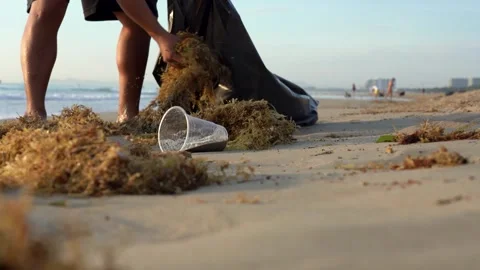 Cleaning the Beach: A Dedicated Effort to Remove Seaweed and Plastic Waste for Video stock 346740348