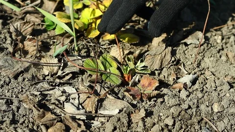 Cleaning of beds with dry grass and leaves in the garden. Stock Footage 127314031