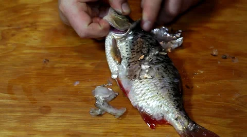 Cleaning bream fish Stock Footage 36005184