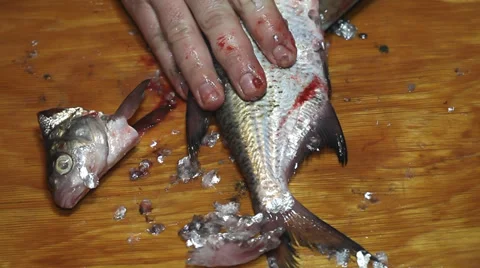 Cleaning bream fish with knife Stock Footage 36004921