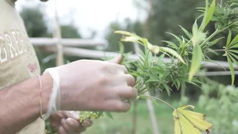 Cleaning Cannabis flowers outdoors Stock Footage 316179853