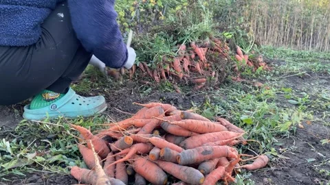 Cleaning Carrots in Garden, Moving to Separate Pile Stock Footage 317847448