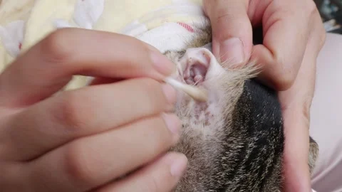 Cleaning Cat Ears with Cotton Stock Footage 321940647