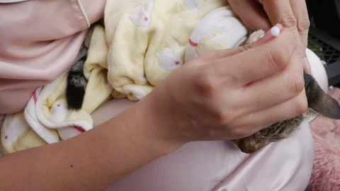 Cleaning Cat Ears with Cotton Stock Footage 323901976