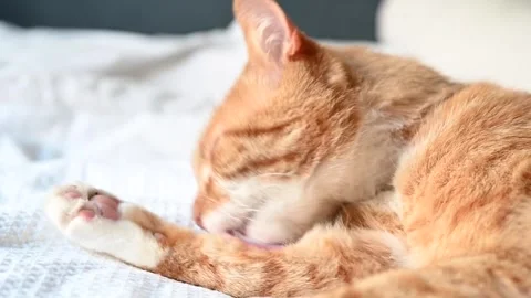 Cleaning cat Stock Footage 251862786