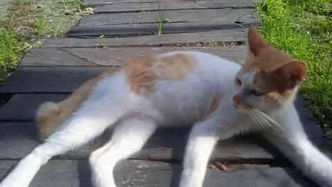 Cleaning cat Stock Footage 308596974