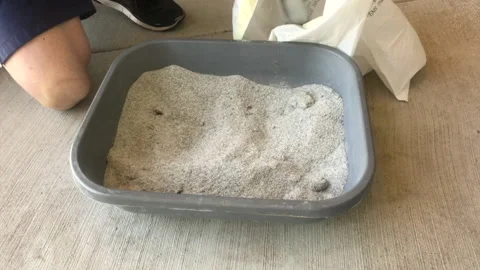 Cleaning cat litter box Stock Footage 133359196