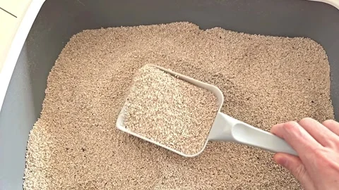 Cleaning cat litter box with plastic scoop removing clumping litter Stock Footage 310851627
