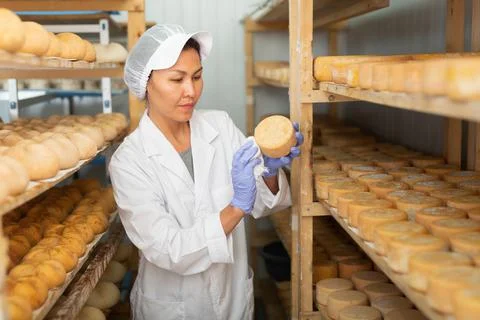Cleaning cheese while it matures at cheese factory Foto stock