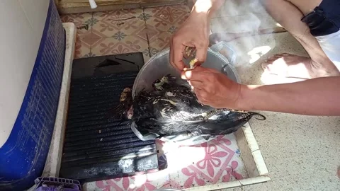 Cleaning chicken feathers manually Video stock 305015184