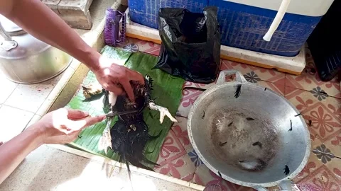 Cleaning chicken feathers manually Stock Footage 305015214