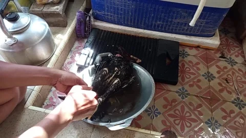 Cleaning chicken feathers manually Stock Footage 305015440