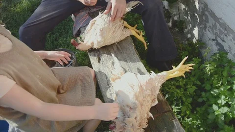 Cleaning the chickens from feather Stock Footage 82534289