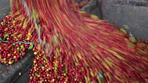 Cleaning Coffee Stock Footage 83428895