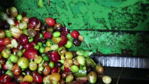 Cleaning Coffee Fruits Stock Footage 83428178