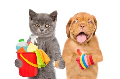 Cleaning concept. Kitten and Puppy holds bucket with washing fluids and rags  Foto stock