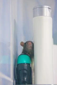 Cleaning concept. the mouse is black behind the bottle Stock Photos