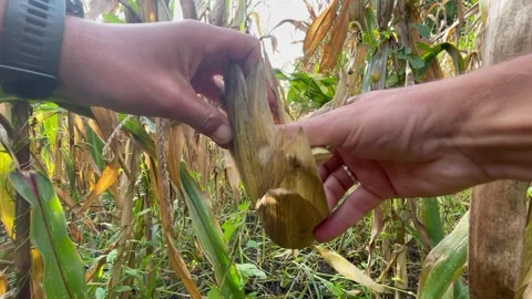 Cleaning corn cobs for farm feed Stock Footage 252354731