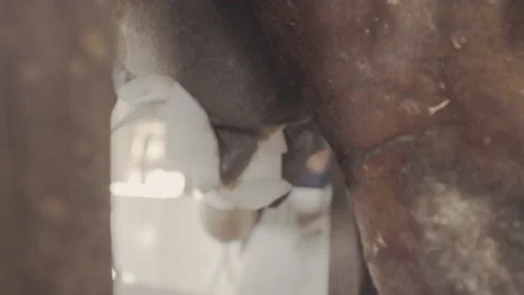 Cleaning the cow's teats to start the mechanical milking process. Video stock 131881888