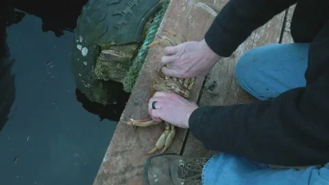 Cleaning crab on dock in Alaska Stock Footage 195019477