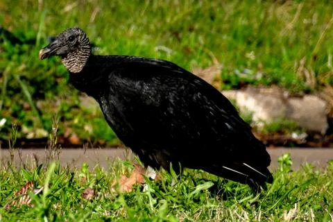 Cleaning crew 库存照片