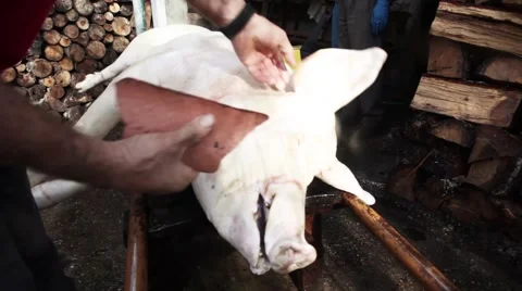 Cleaning dead pig face Video stock 47931417