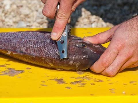 Cleaning dentex fish Stock Photos