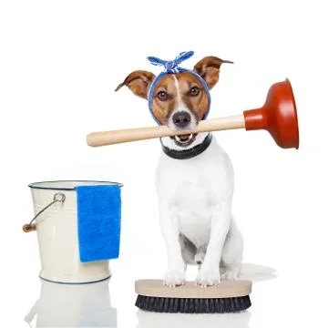 Cleaning dog Illustration
