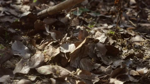 Cleaning of dry foliage. Stock-Footage 240993481
