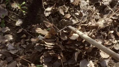 Cleaning of dry foliage. Video stock 243187785