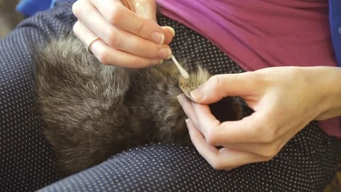Cleaning the ears of a small kitten at home Video stock 90763578