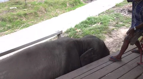 Cleaning an elephant Vidéo 48531941