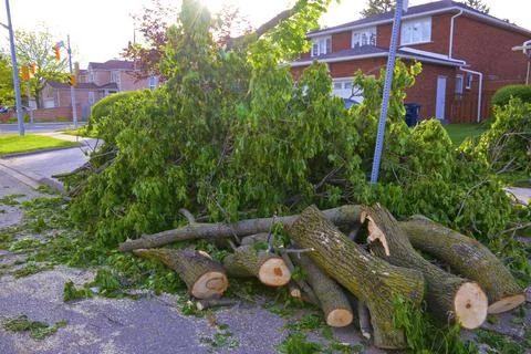 Cleaning of the fallen trees and branches causing road closing after wind sto Stock Photos