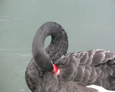 Cleaning of feathers Stock Footage 308818