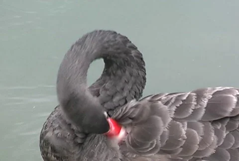Cleaning of feathers NTSC Stock Footage 308815