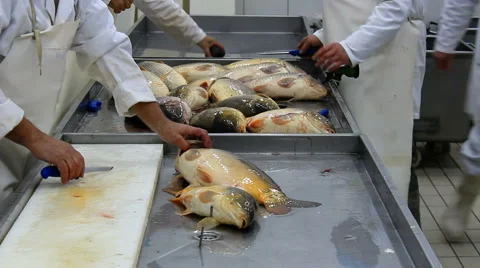 Cleaning fish carp Stock-Footage 46141685