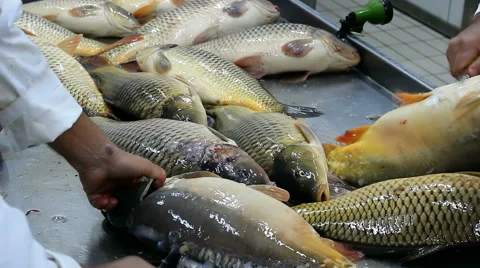 Cleaning fish carp Stock-Footage 46141821